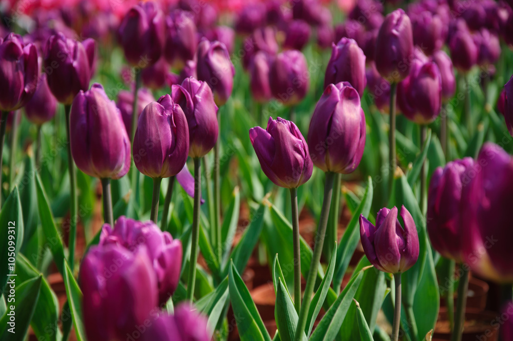 The beautiful blooming tulips in garden The beautiful blooming tulips in garden