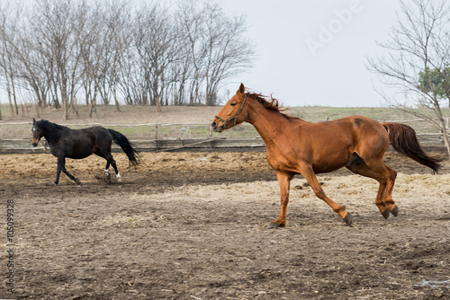 Horses are trained in the aviary. Ukraine.   © kamira
