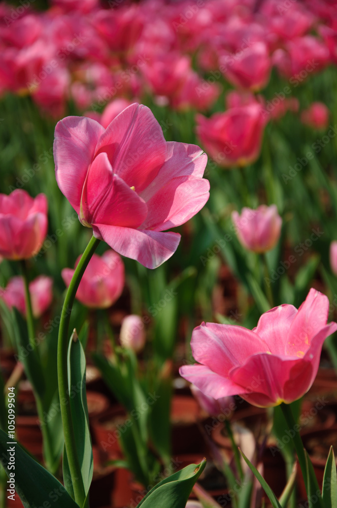 The beautiful blooming tulips in garden