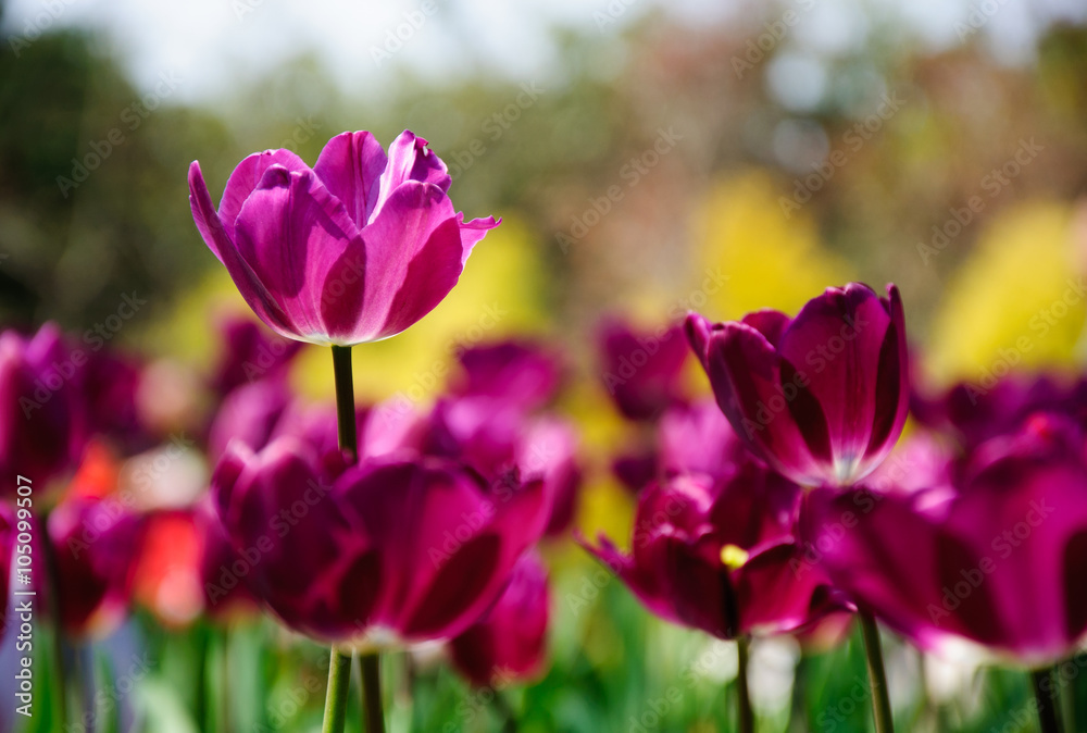 The beautiful blooming tulips in garden The beautiful blooming tulips in garden