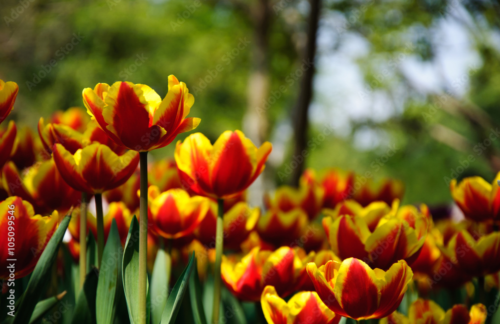 The beautiful blooming tulips in garden The beautiful blooming tulips in garden