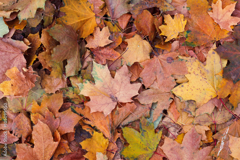 Background of old red autumn yellow foliage