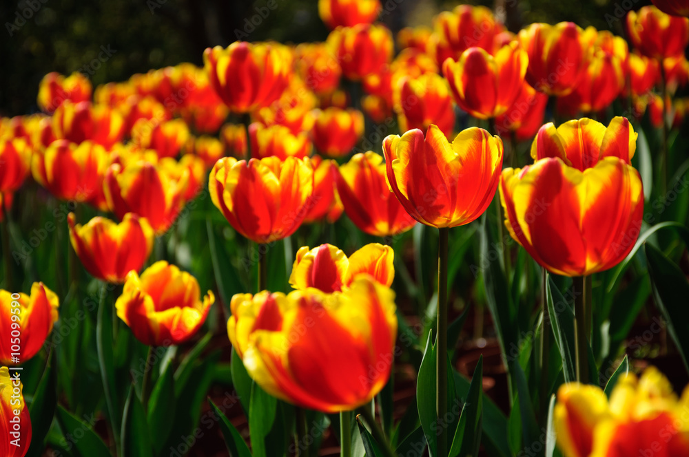 The beautiful blooming tulips in garden The beautiful blooming tulips in garden