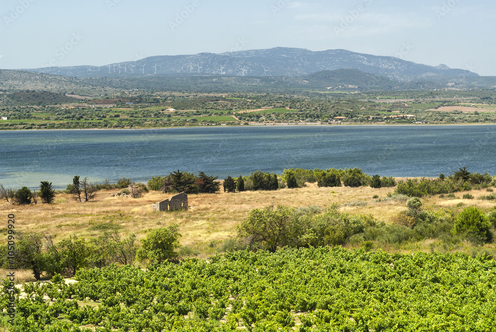 Summer landscape in Languedoc-Roussillon (France)