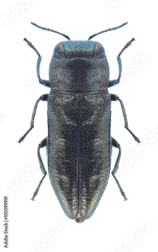 Beetle metallic wood borer Anthaxia turana chorasanica (male)