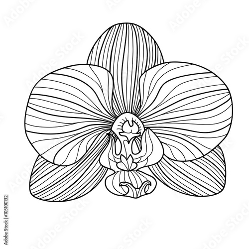 Exotic orchid drawing