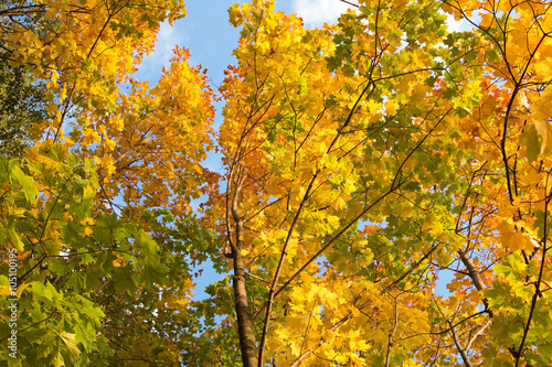 Autumn landscape on blue sky background