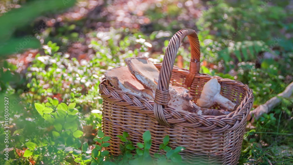 Someone putting a mushroom into the basket