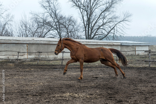 Horses are trained in the aviary. Ukraine. 