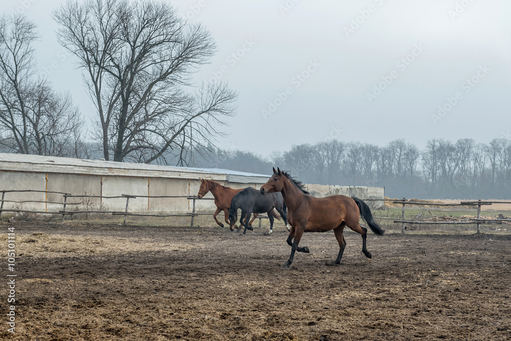 Horses are trained in the aviary. Ukraine.
