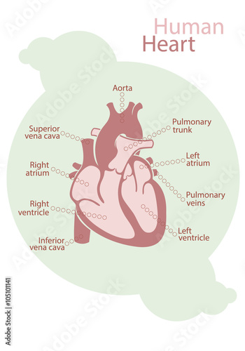 Human heart