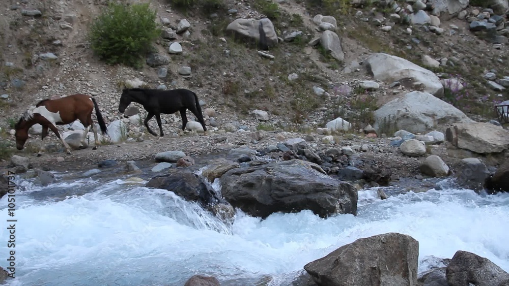 Horses go on coast of the mountain river Horses go on coast of the mountain river