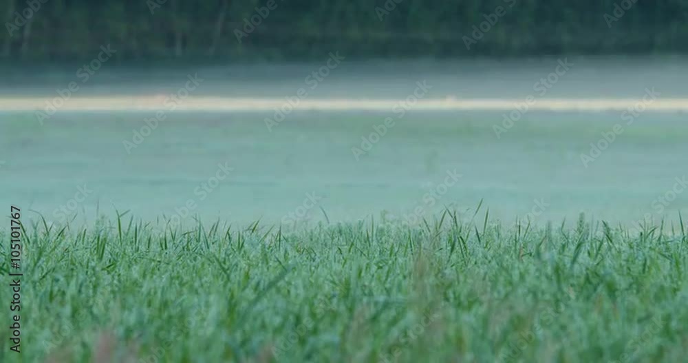 Time lapse close-up of a dew covered grass field during sunrise with fog flowing in background