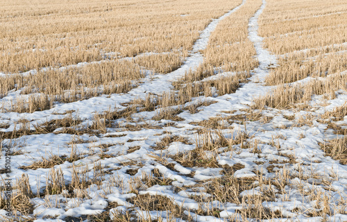 Melting snow in sunny spring day in stubble field.