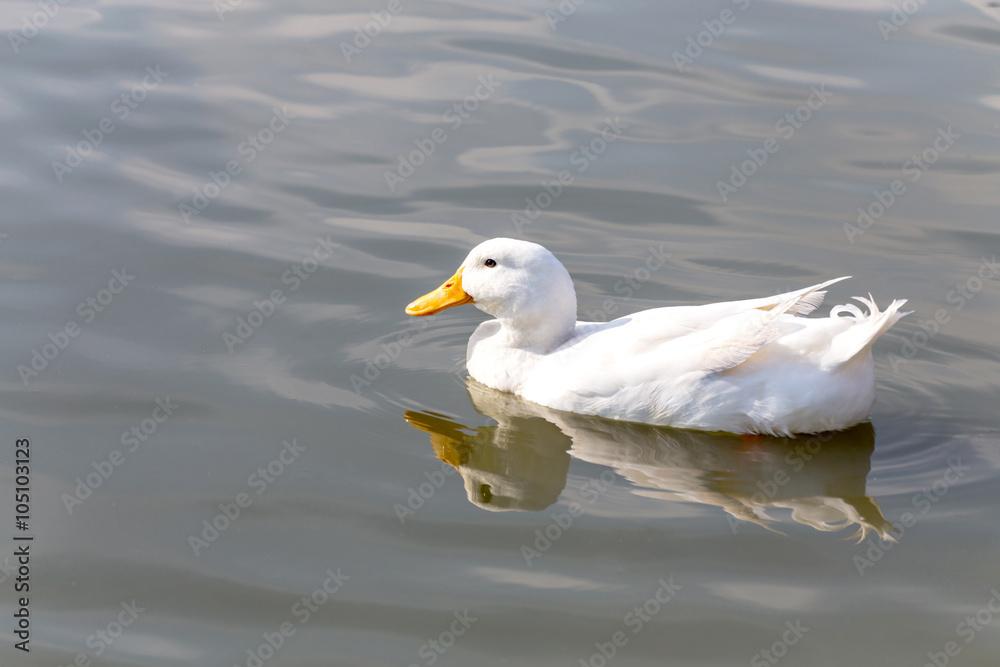 white duck floating in the water, pond or lake