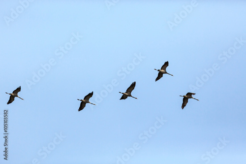 Flock of cranes fly
