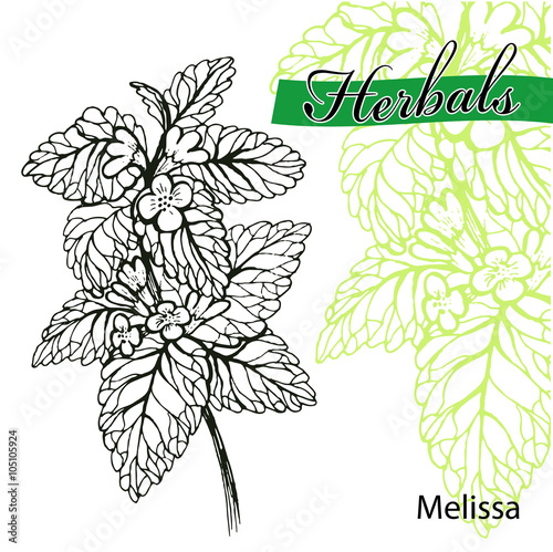 Hand drawn melissa with leaves and flowers isolated on white. Hand drawn spicy herbs. Doodle cooking ingredient for design. Vector illustration