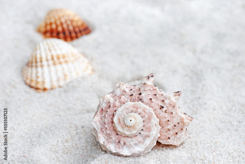 Shell. Shell on the beach. Sand and shell - background.