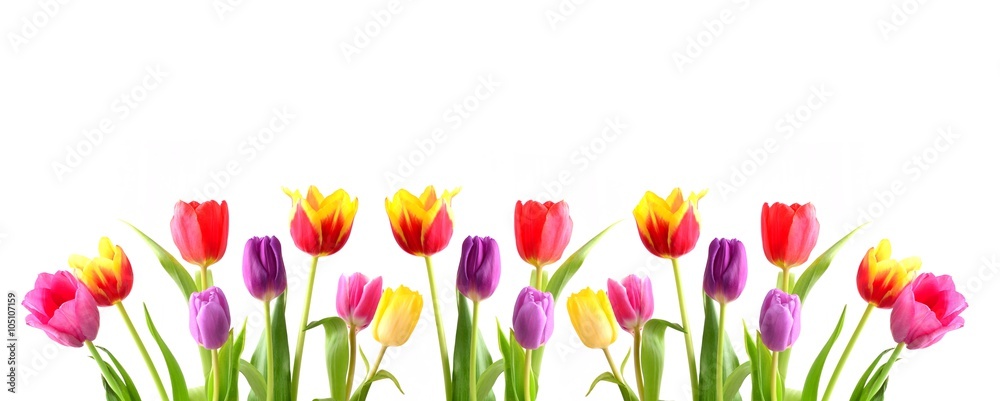 Fototapeta Tulipan. Piękny bukiet tulipanów. Kolorowe tulipany.