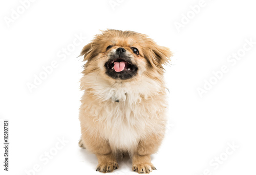 Εκτύπωση καμβά Pekingese on white background