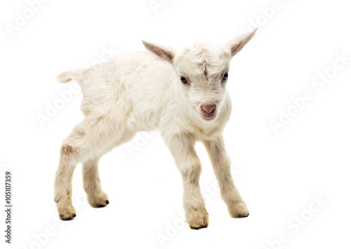 small white goat