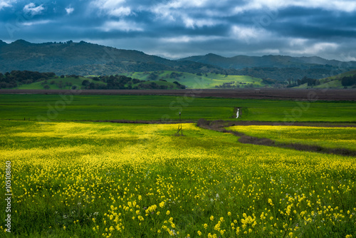 Mustard blooming in Sonoma