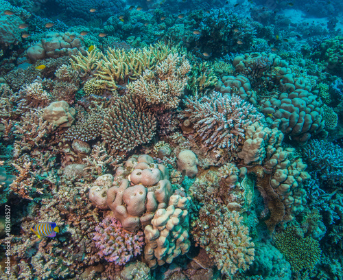 Healthy coral reef © bearacreative