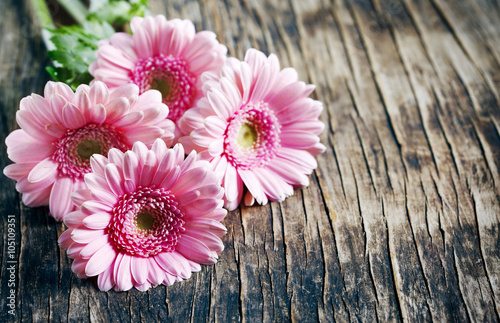 Obraz na plátně Beautiful pink gerbera flowers