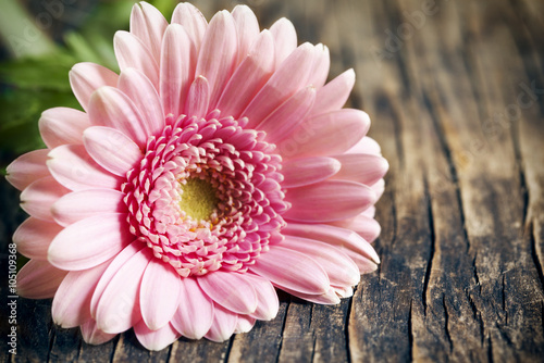 Beautiful pink gerbera flower on wooden background