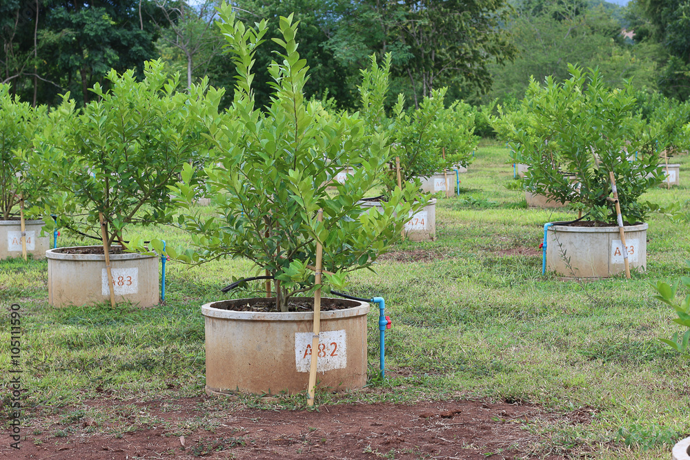 This picture is demonstrate the method of lemon farming in cement container This picture is demonstrate the method of lemon farming in cement container