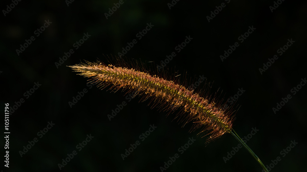 Reeds grass Reeds grass