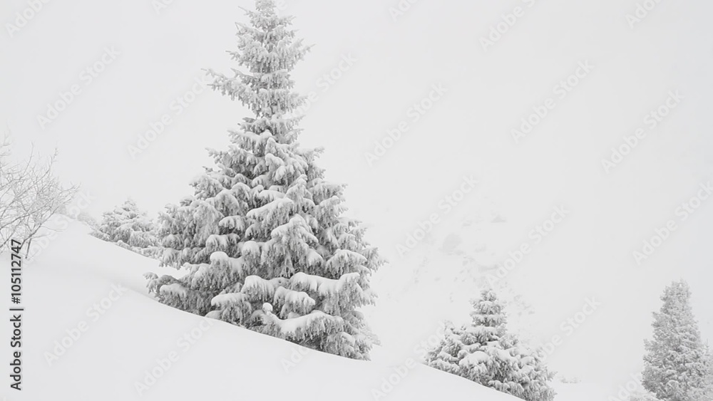 The hearty snow in the forest in the mountains, view 1 The hearty snow in the forest in the mountains, view 1