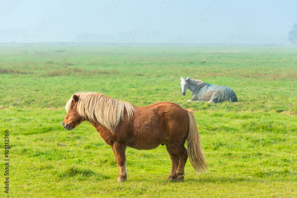 chestnut stallion grazing on green grass