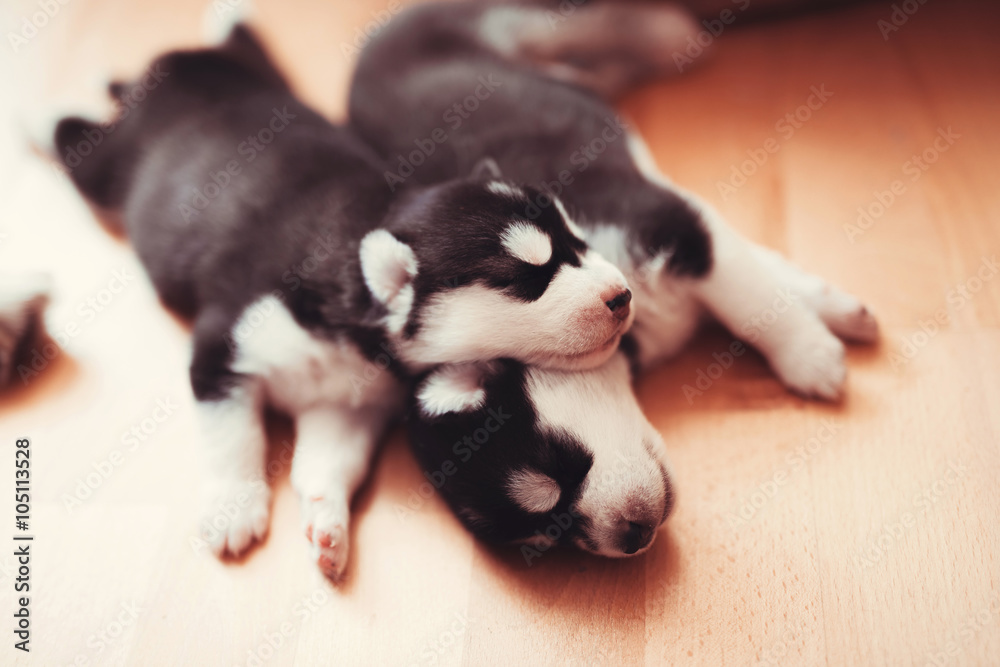 two puppies Siberian Husky. Litter dogs sleeping on the floor of the house. Little puppies. two puppies Siberian Husky. Litter dogs sleeping on the floor of the house. Little puppies.