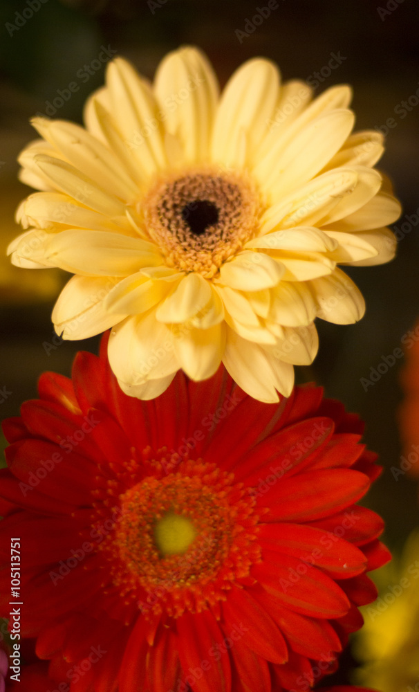 Bunch of flowers bridal bouquet Bunch of flowers bridal bouquet