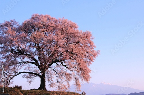 わに塚の桜と八ヶ岳