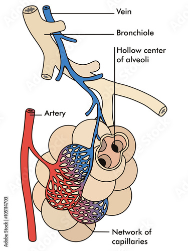 Artery and vein