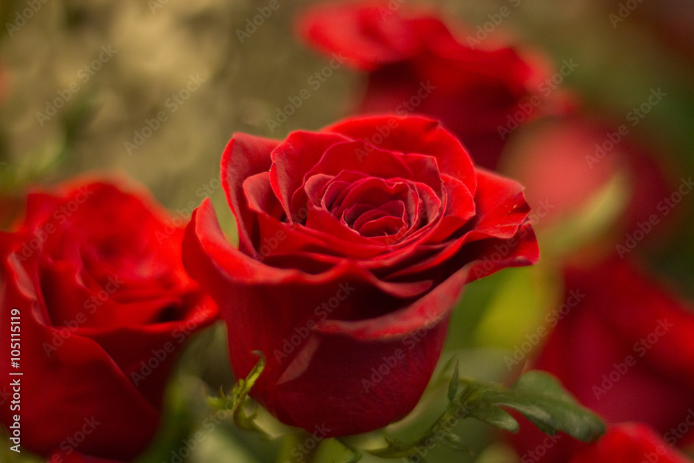Bunch of red roses bouquet of flowers Bunch of red roses bouquet of flowers