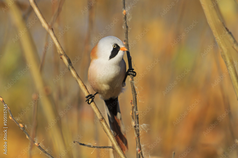 Fototapeta premium Bearded reedling on the splits, look right/birdie on the splits, look left, autumn, golden leaves, a unique moment,Bearded reedling