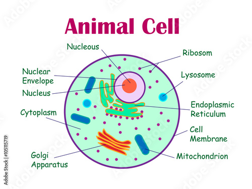 Animal cell diagram.