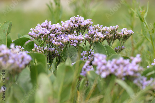 Wallpaper Mural Common sea-lavender (Limonium vulgare). Flowers of plant in family Pumbaginaceae, flowering on inter-tidal mudflats on the British coast Torontodigital.ca