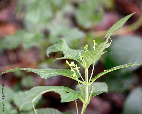 Annual mercury (Mercurialis annua). Annual plant in the family Euphorbiaceae, in flower photo