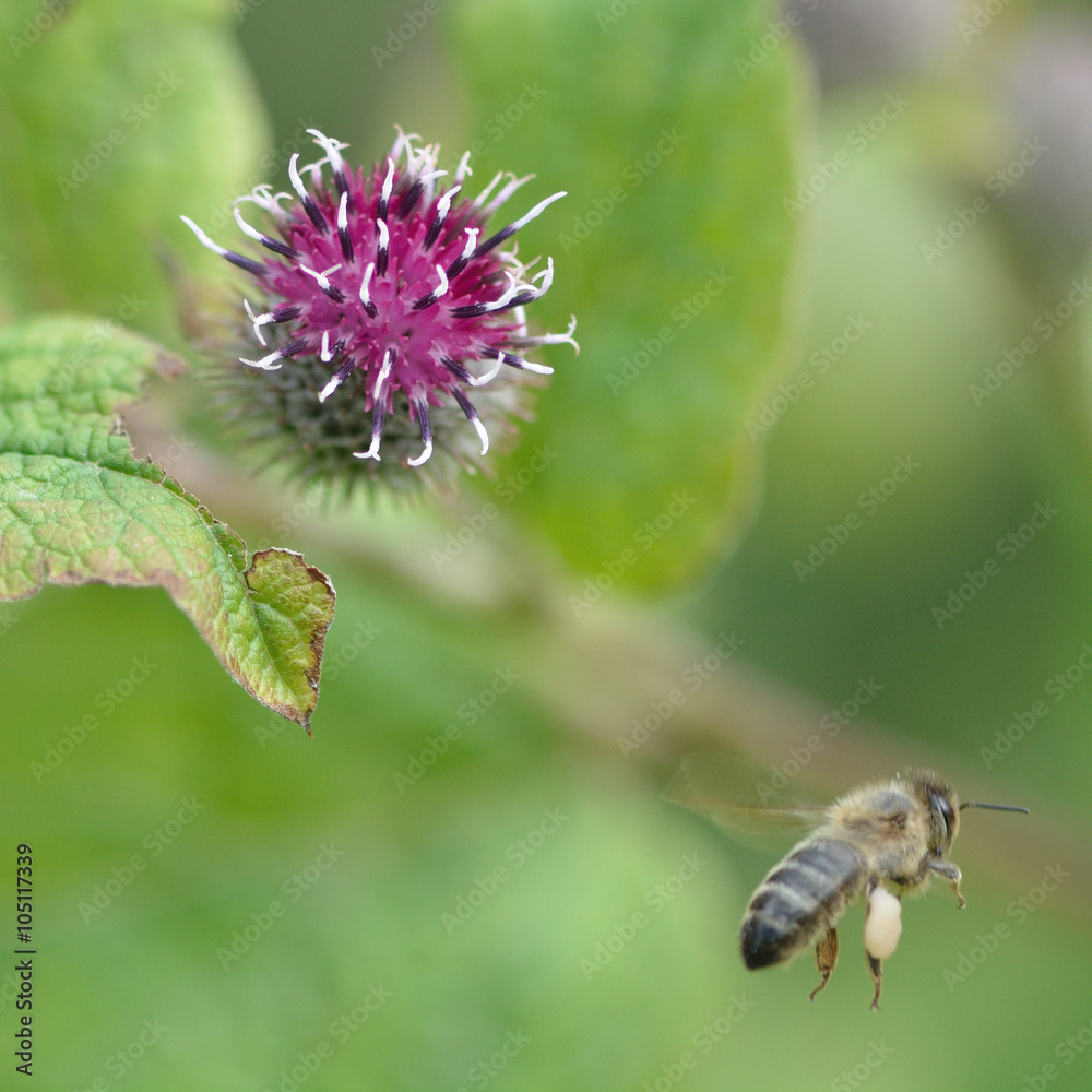 Lesser burdock (Arctium minus) with honey bee (Apis mellifera). An unusual flower in the daisy family (Asteraceae), with bee in flight following nectaring Lesser burdock (Arctium minus) with honey bee (Apis mellifera). An unusual flower in the daisy family (Asteraceae), with bee in flight following nectaring
