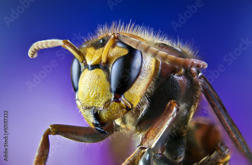 bee, nature, eyes, hornet, fly,detail,insect