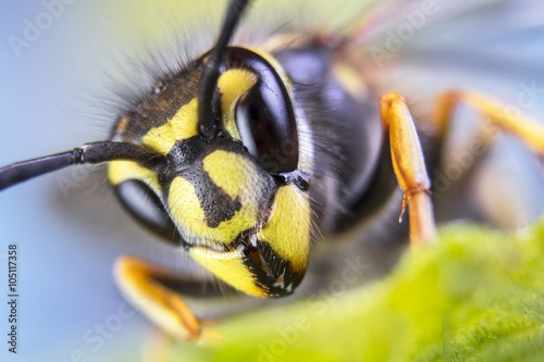 bee, nature, eyes, hornet, fly,detail,insect