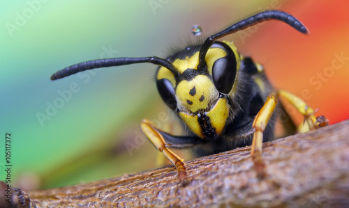 pszczoła, przyroda, oczy, szerszeń, latać, szczegół, owad