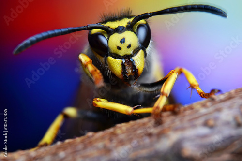 bee, nature, eyes, hornet, fly,detail,insect