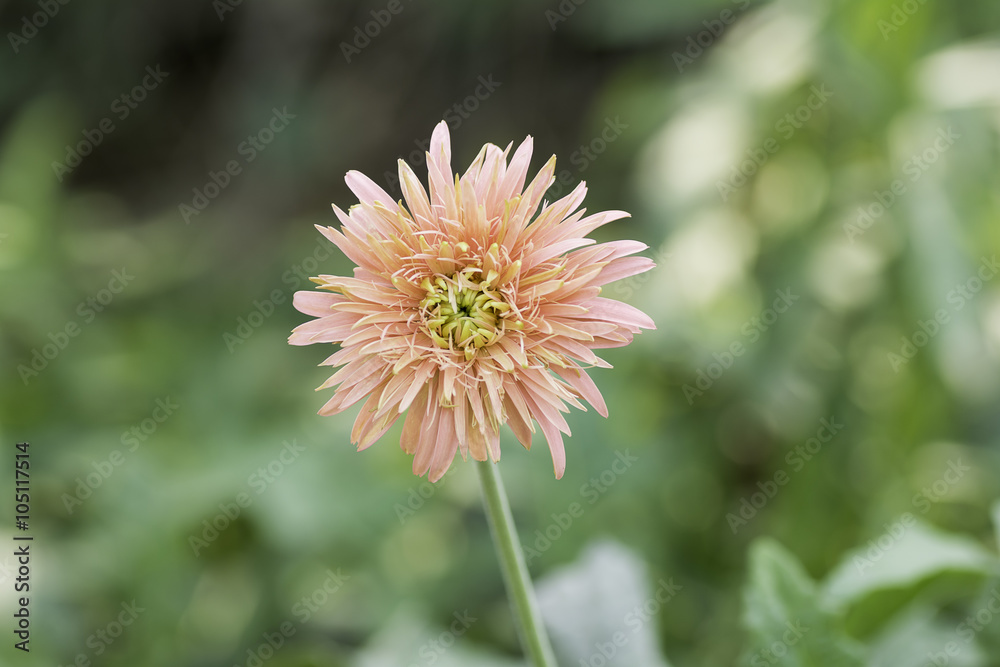 Gerbera orenge bloom On blurred background Gerbera orenge bloom On blurred background
