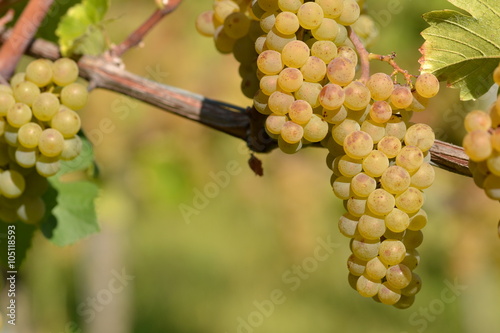 Sauvignon Blanc - erntereif aus Pfaffenweiler / Baden	 photo