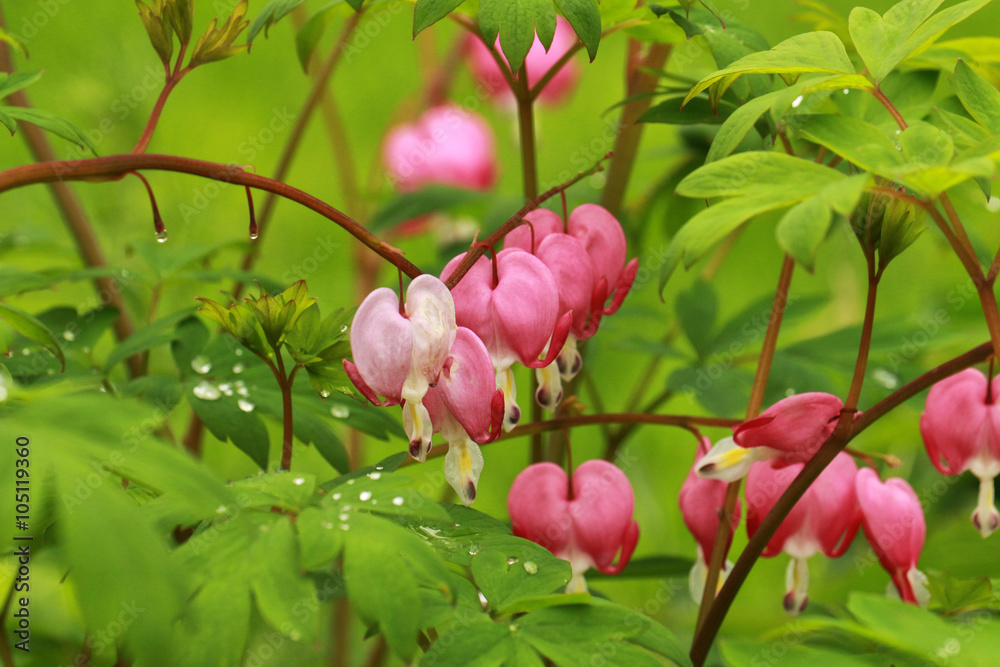 Lamprocapnos, pink dicentra flower Lamprocapnos, pink dicentra flower
